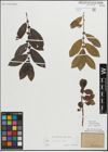 Foto von Salix myrsinifolia Salisb.